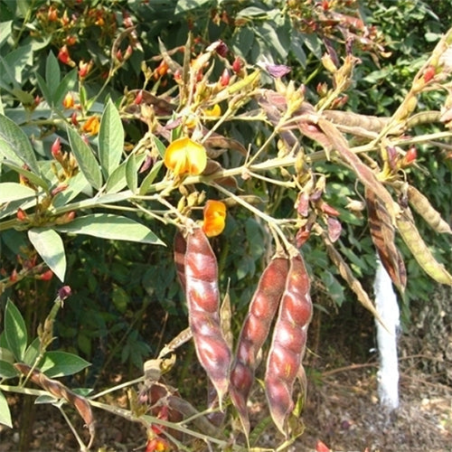 Cajanus cajan & Pigeon peas Seeds