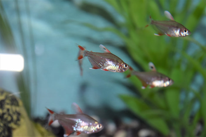 Candy Cane Tetra