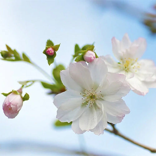 Cerasus-subhirtella-Prunus-subhirtella-Seeds