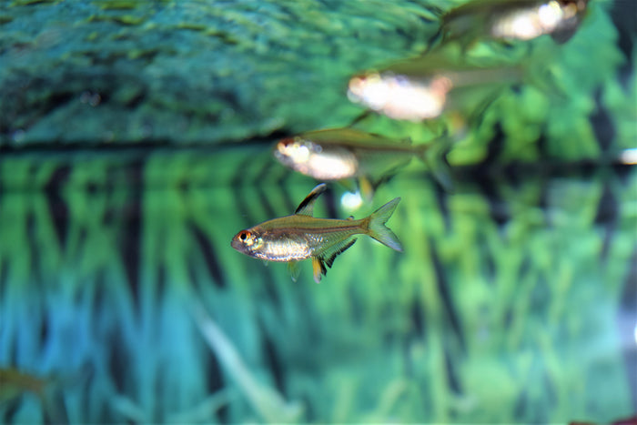 Lemon Tetra