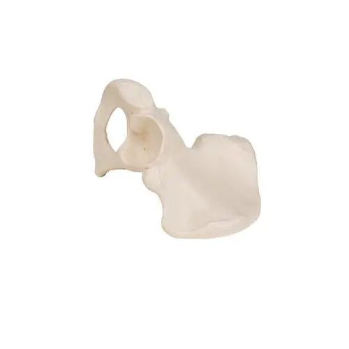 Pelvic bone - Anatomy and pathology 3B Scientific