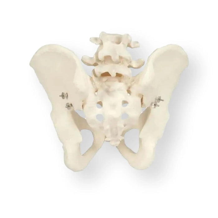 Skeleton of the pelvis, male - Anatomy and pathology - My Podiatry