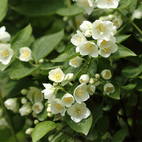 Philadelphus-incanus-Prunus-acuminata-Seeds