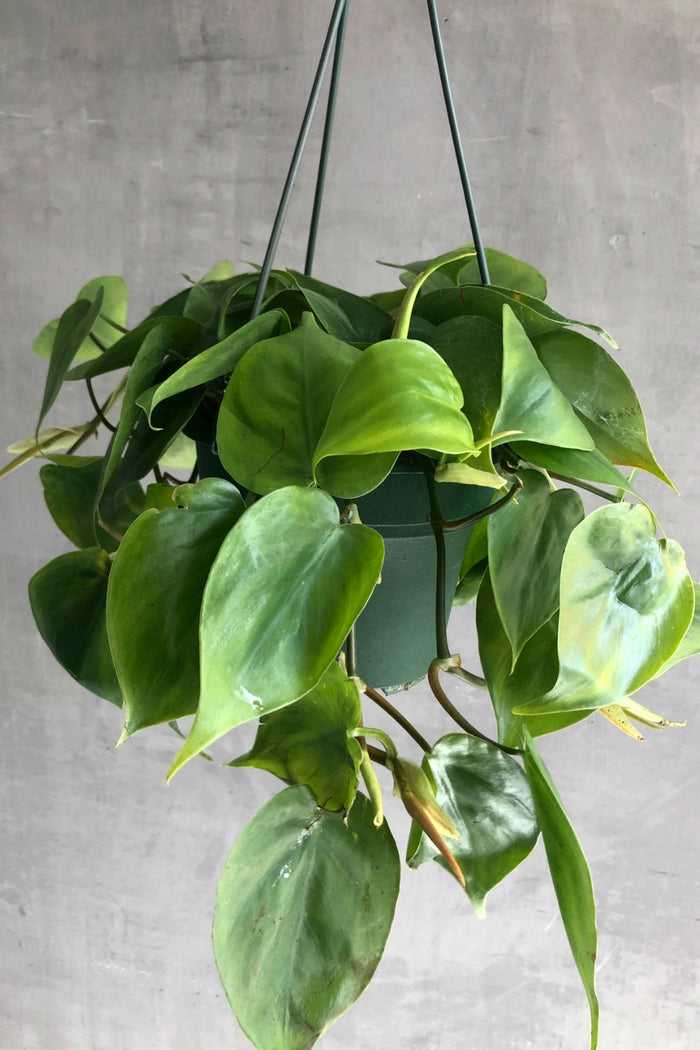 Ecovibe Home Philodendron Cordatum 6"