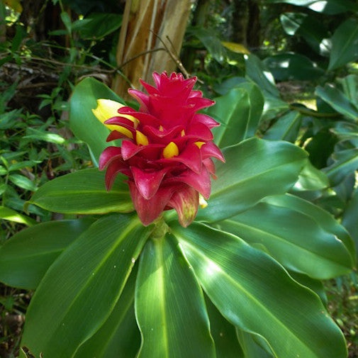 Red Tower Ginger