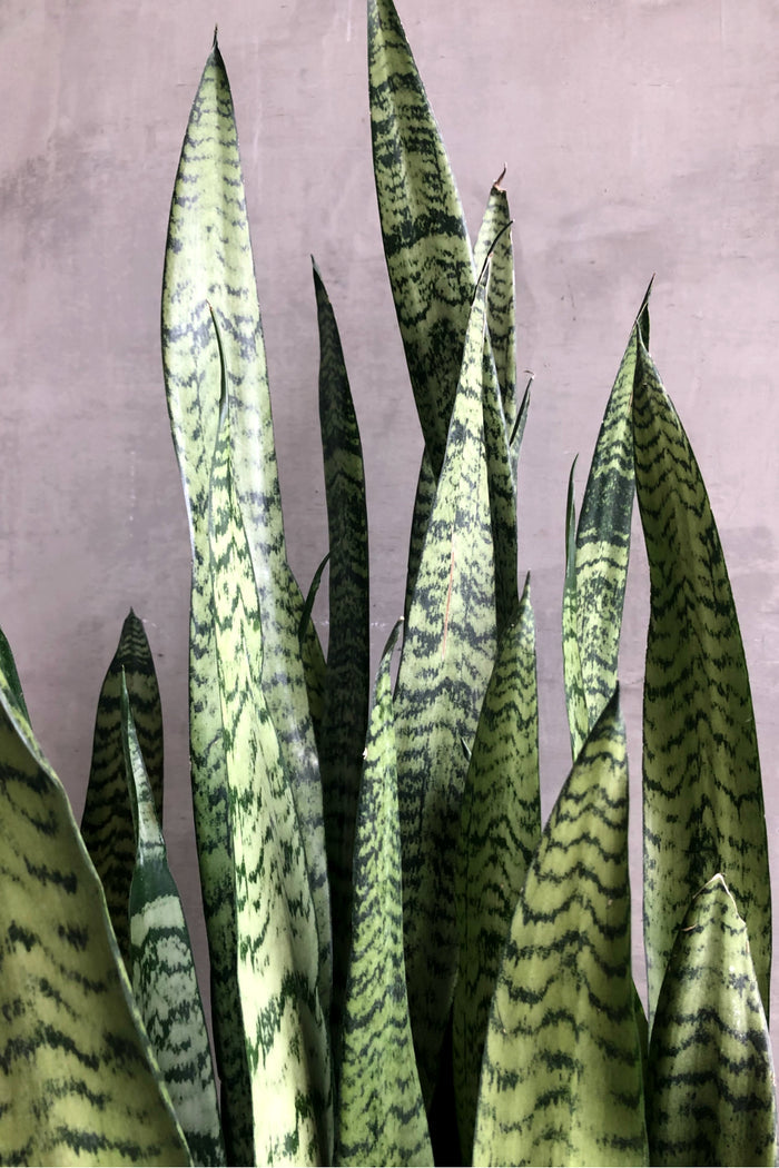 Sansevieria 'Zeylanica'