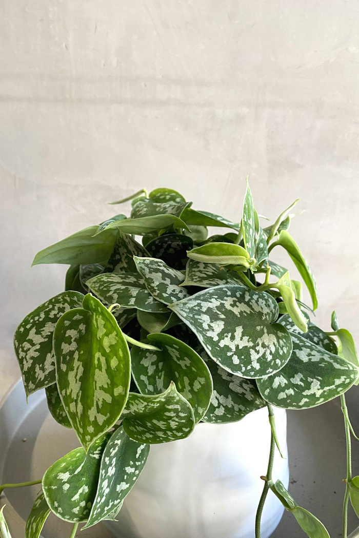 Scindapsus Pictus 'Satin Pothos' 6"