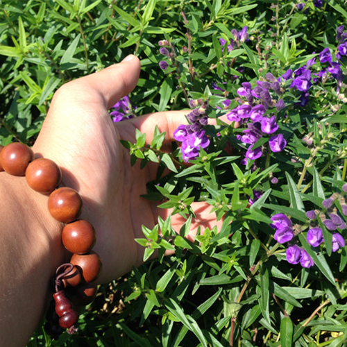 Scutellaria baicalensis & Scutellariae Seeds