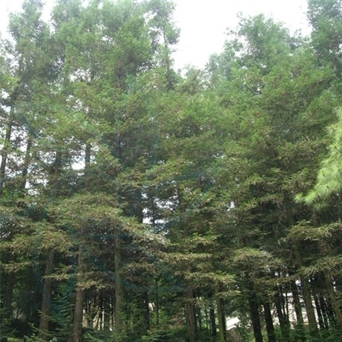 Sequoia sempervirens & California redwood Seeds
