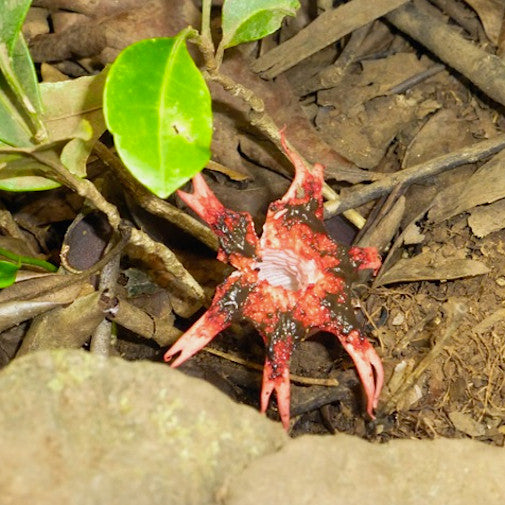 Starfish Stinkhorn Mushroom
