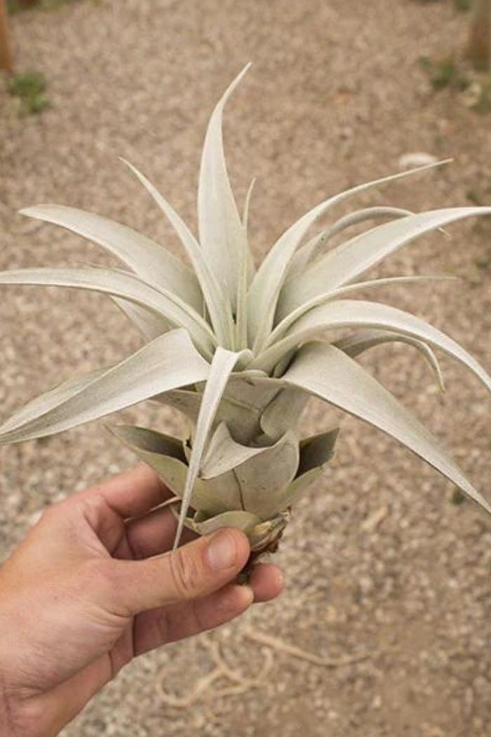 Tillandsia-Xerographica-Offset-Air-Plant