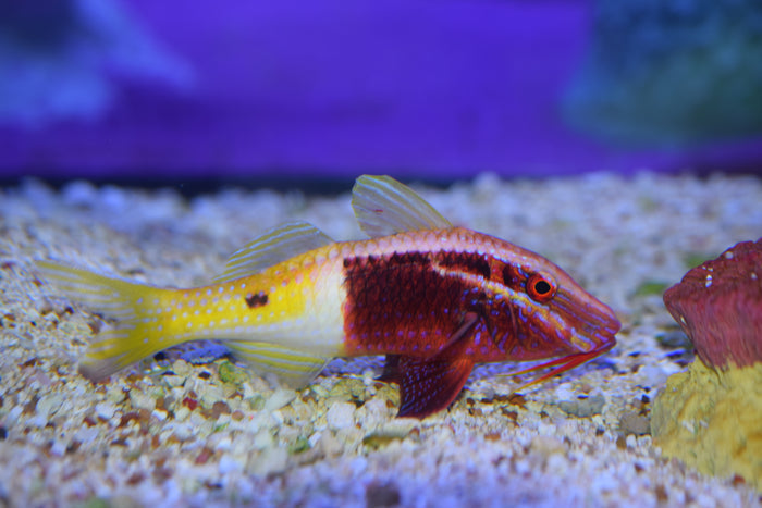 Bicolor Goatfish