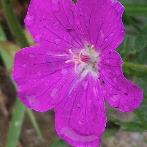 Bloody Cranesbill