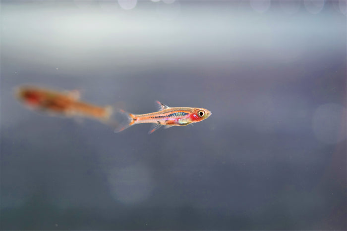 Boraras briggitae "Chili Rasbora"