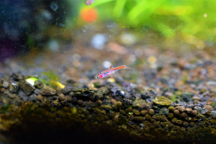Boraras briggitae "Chili Rasbora"