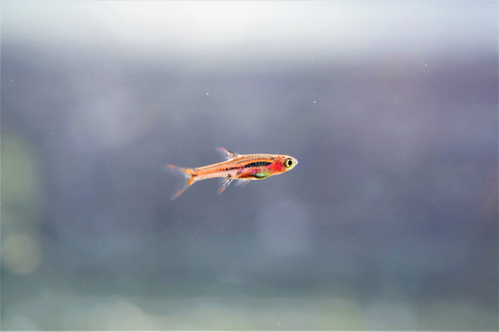 Boraras briggitae "Chili Rasbora"