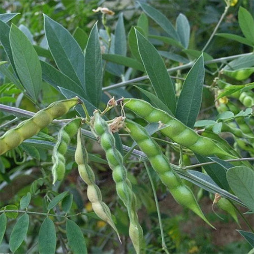 Cajanus cajan & Pigeon peas Seeds