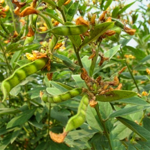 Cajanus cajan & Pigeon peas Seeds
