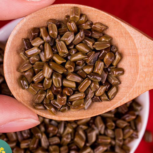 Cassia obtusifoliaL & Chinese senna Seeds