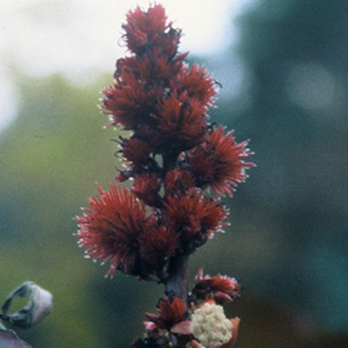 Castor Bean
