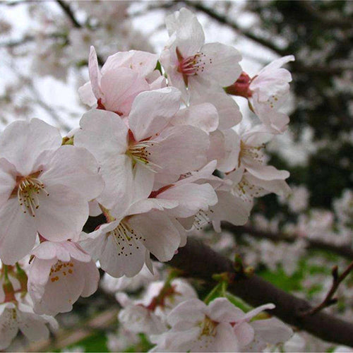 Cerasus-subhirtella-Prunus-subhirtella-Seeds