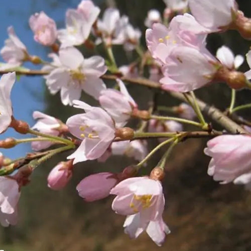 Cerasus-subhirtella-Prunus-subhirtella-Seeds