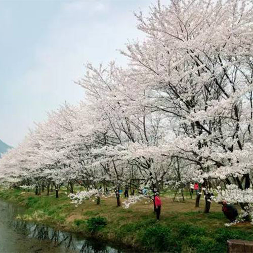 Cerasus-subhirtella-Prunus-subhirtella-Seeds