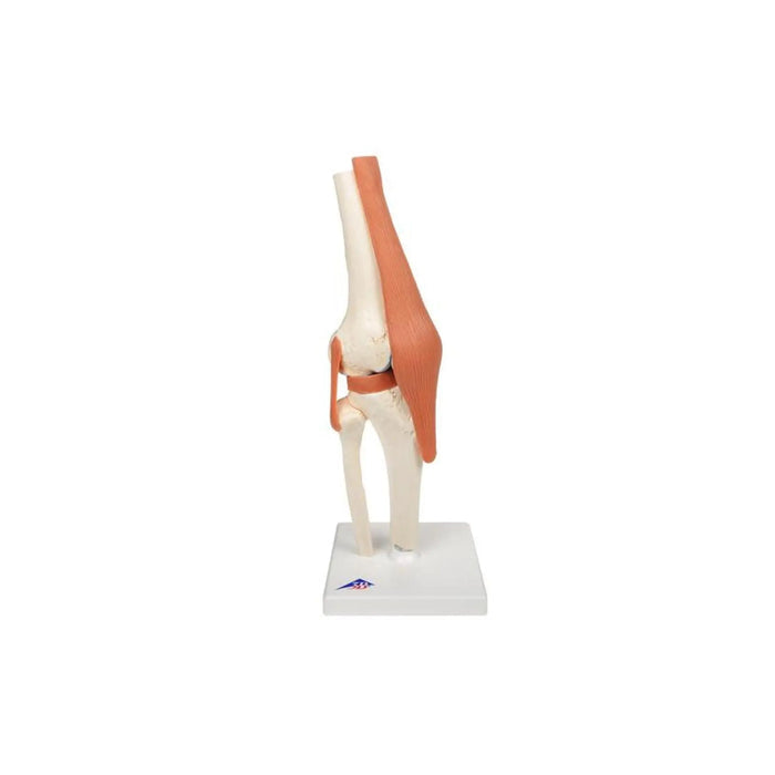 Deluxe functional model of the knee joint - Anatomy and pathology - My Podiatry