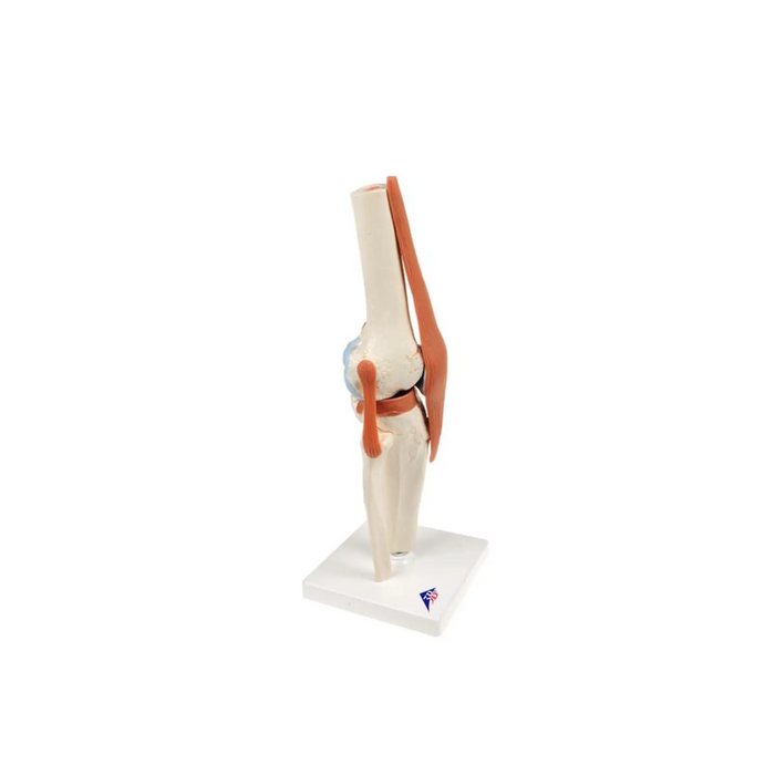 Deluxe functional model of the knee joint - Anatomy and pathology - My Podiatry