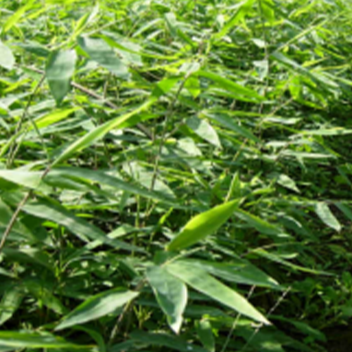 Dendrocalamus yunnanicus & Yunnanensis Seeds