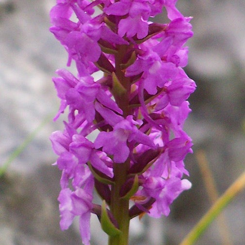 Early Purple Orchid