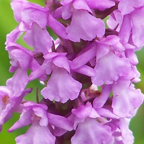 Fragrant Orchid