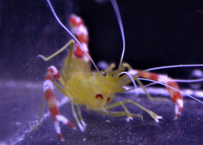 Gold Coral Banded Shrimp