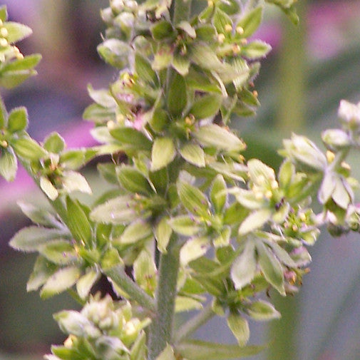 Green Hellebore