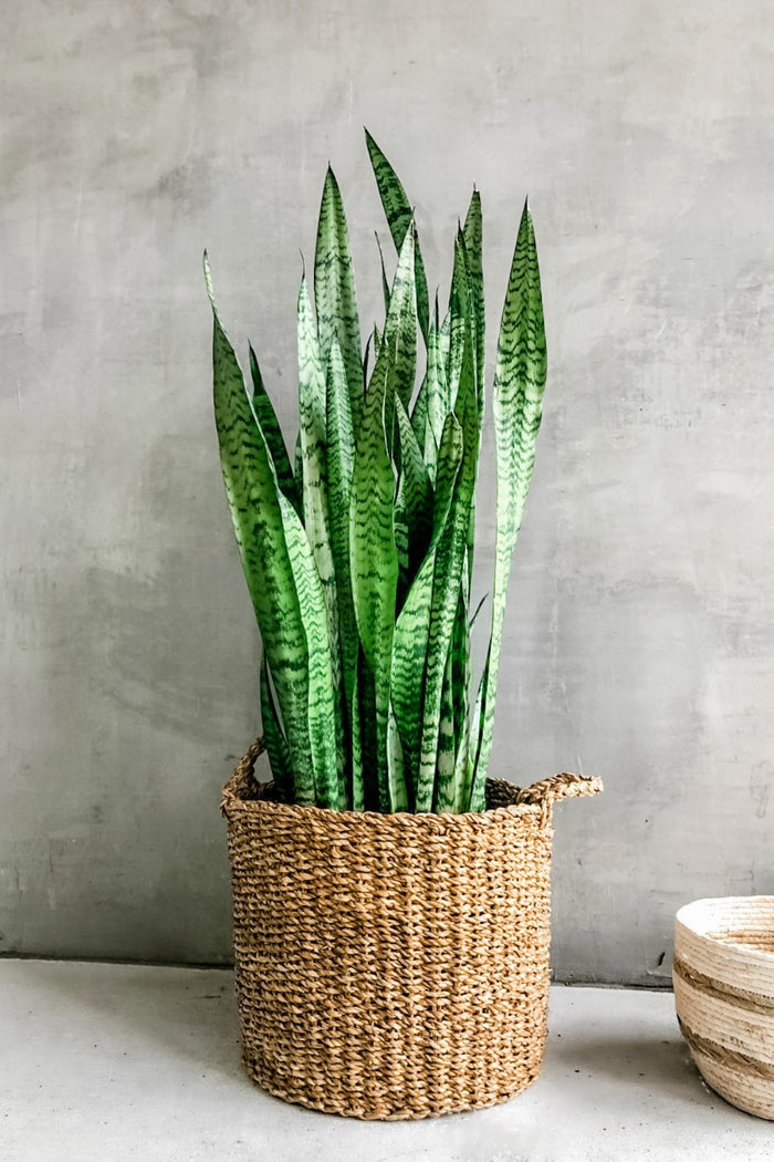 Accent Decor Hacienda Basket