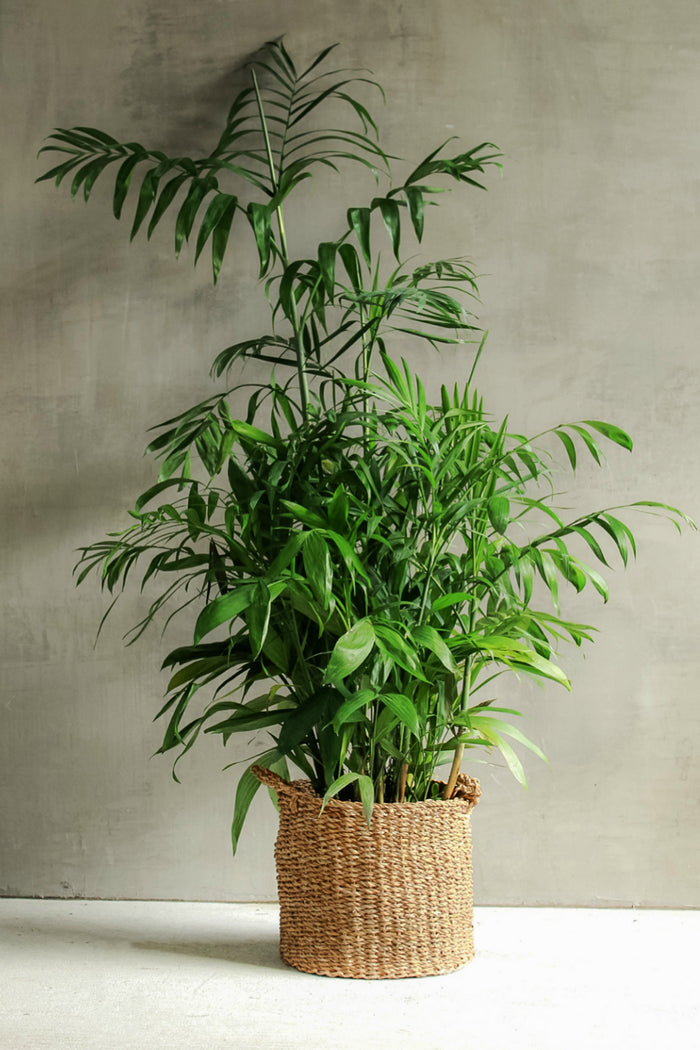 Accent Decor Hacienda Basket