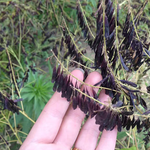 Isatis indigotica Seeds