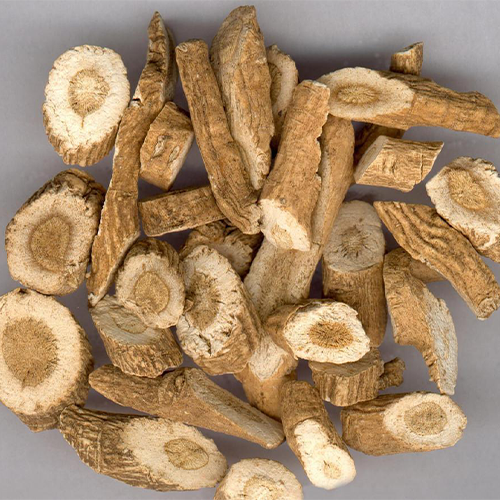 Isatis indigotica Seeds