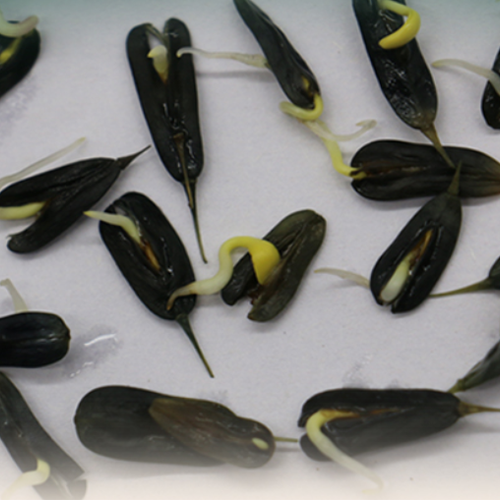 Isatis indigotica Seeds