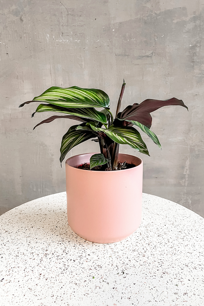 Accent Decor Kendall Pot in Blush