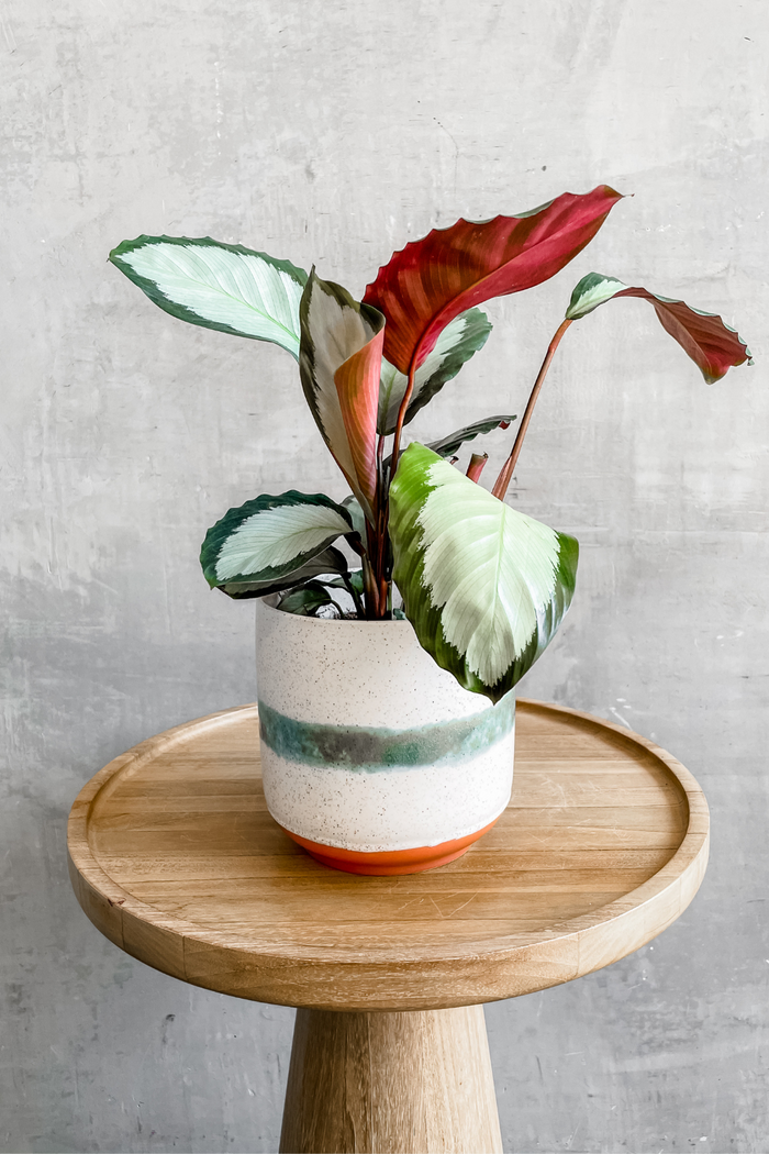 Accent Decor Mateo Pot