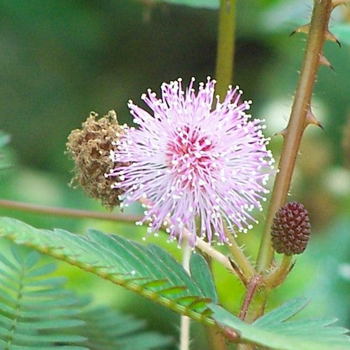 Mimosa