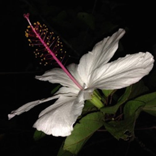 Night Hibiscus