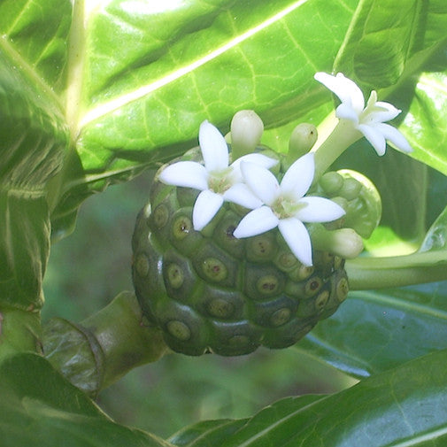 Noni