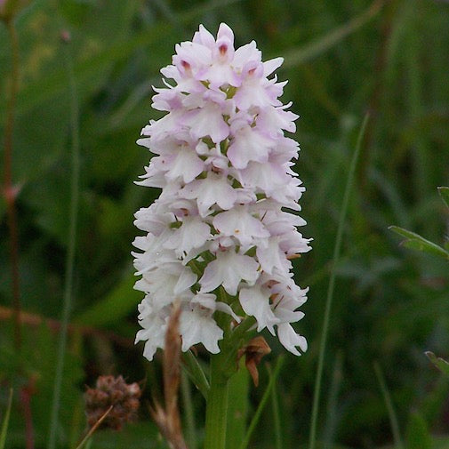 O’Kelly’s Orchid