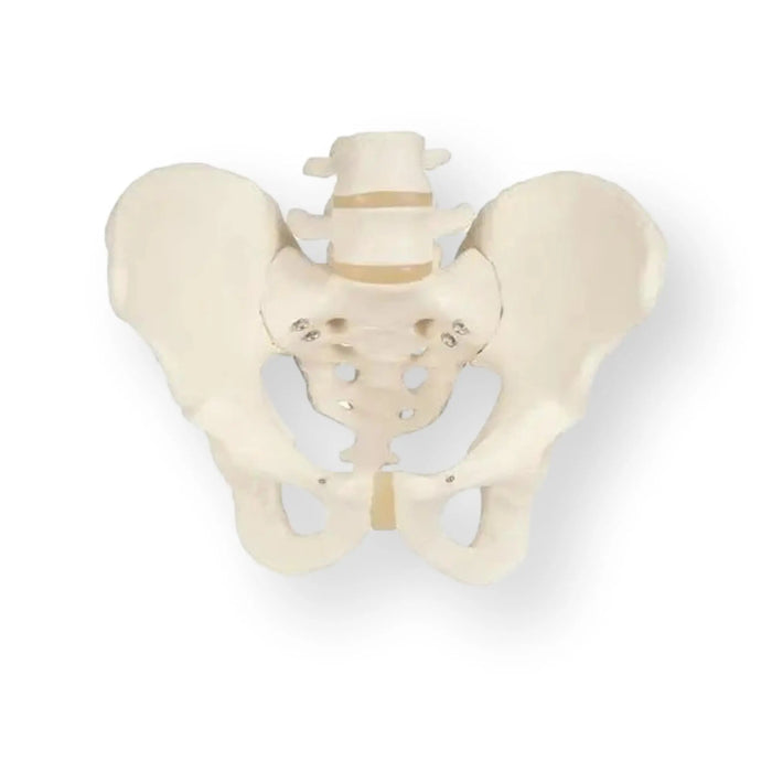 Skeleton of the pelvis, male - Anatomy and pathology - My Podiatry