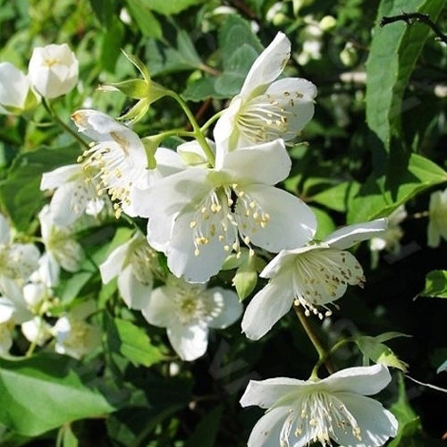 Philadelphus-incanus-Prunus-acuminata-Seeds