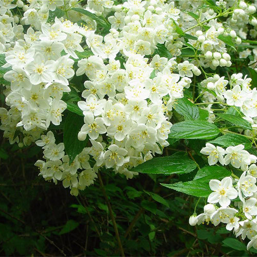 Philadelphus-incanus-Prunus-acuminata-Seeds