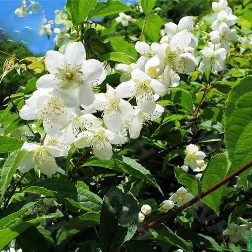 Philadelphus-incanus-Prunus-acuminata-Seeds