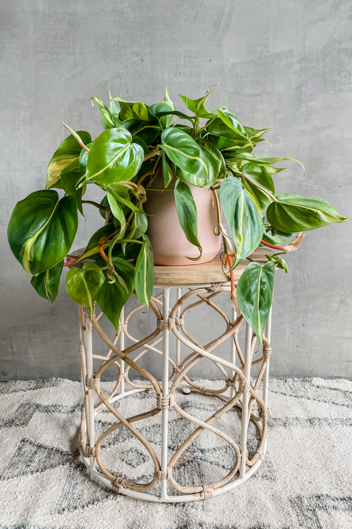 Philodendron 'Brazil'